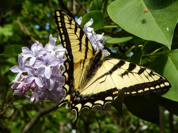Swallowtail butterfly feeding from lilac flowers.