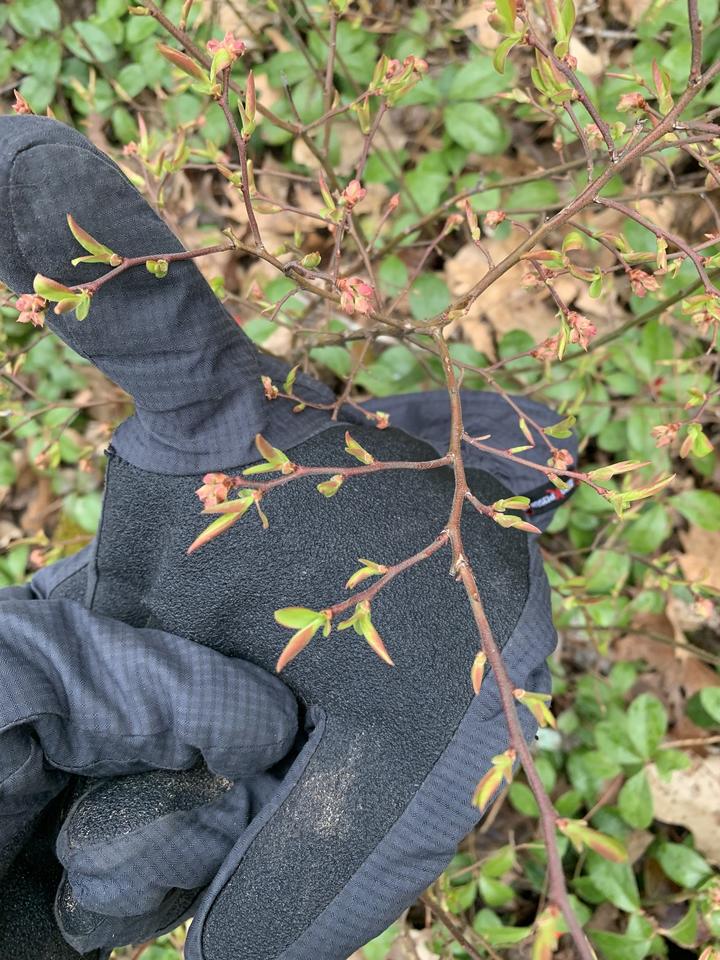 New leaves appearing on branches of blueberry plant