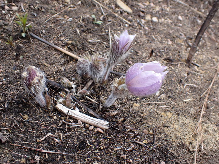 Pasque flower with both open flowers (pale purple) and closed flower buds.