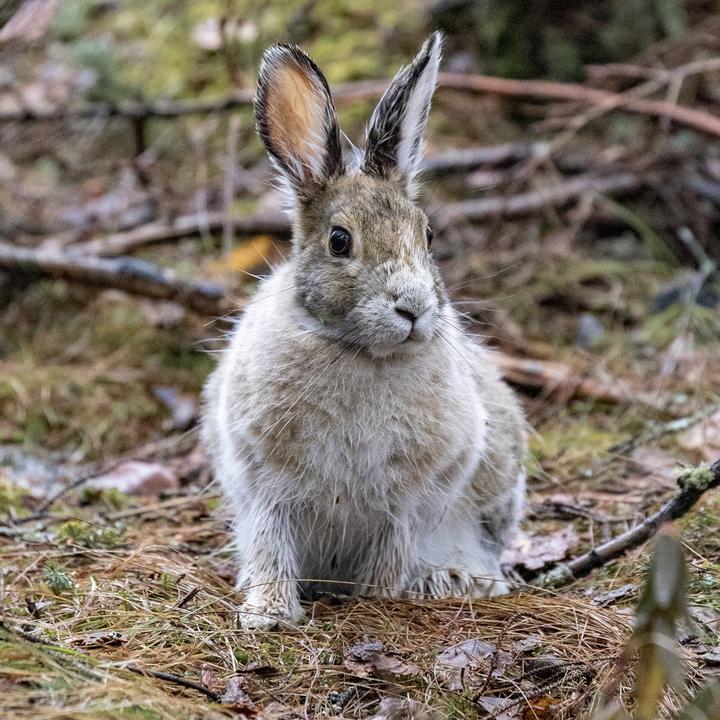 Snowshoe hare in spring when its coat is changing from white to brown