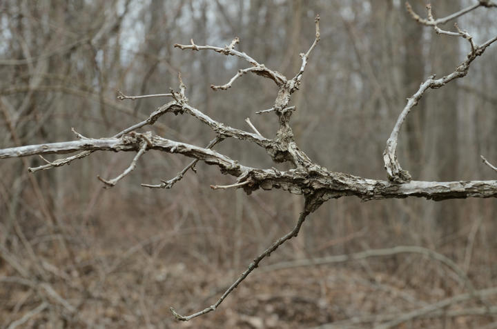 Bare branch shows the gnarled, knobby texture of bur oak's bark.
