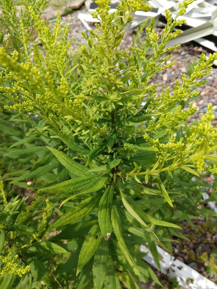 Goldenrod plant with closed flower buds, a yellow-green color.