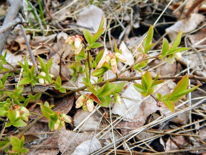 Blueberry plant with unopened flower buds.
