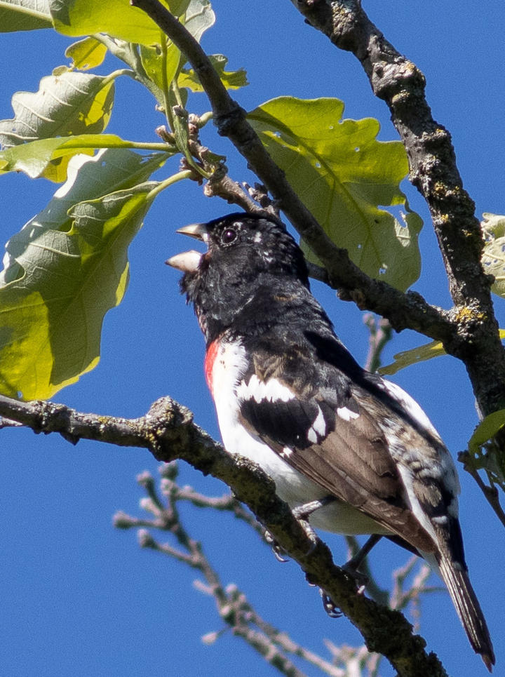 Perched in an oak, this male rose-breasted grosbeak has its bill open, singing. Background is a bright blue sky.