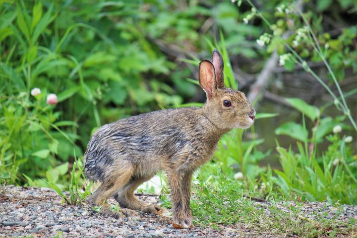 A young snowshoe hare in a setting with green vegetation