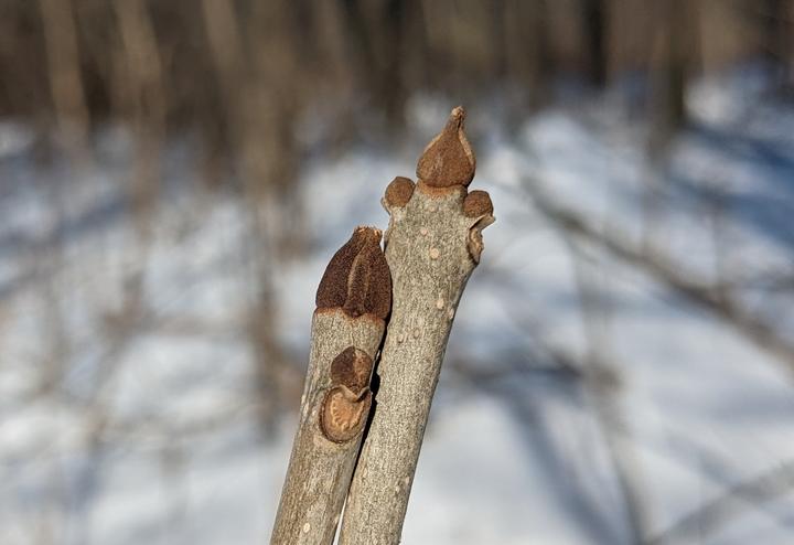 Close-up photo showing the tip of a black ash branch. A hoof-like shape at the tip is where this year's leaves will form. Below that, bud scars are where last year's leaves dropped.
