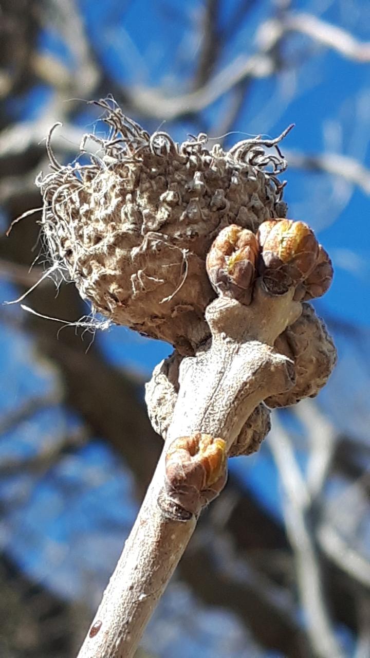 Close-up image showing buds on a twig and the empty, gray cap of last year's acorn.
