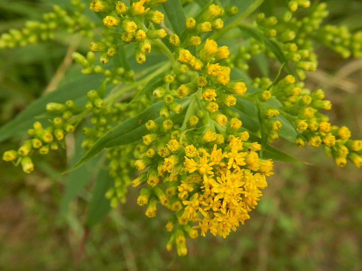 Close-up of bright yellow open flowers, and some green flower buds