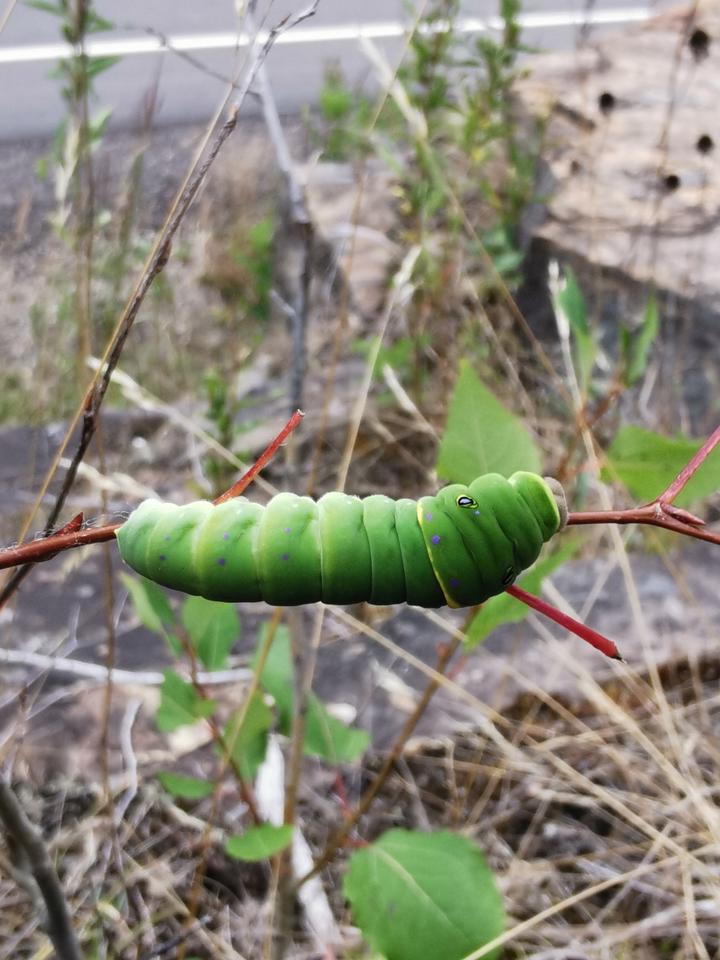 Bright green larva (caterpillar) eats vegetation