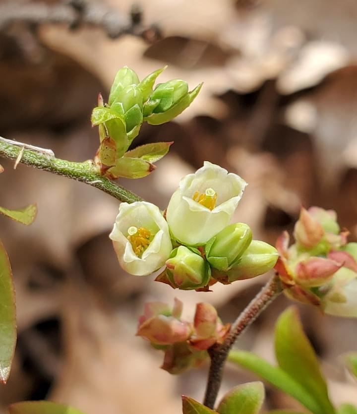 Open flowers on the blueberry plant are cup-shaped, creamy or pale pink in color, with a five-part symmetry.