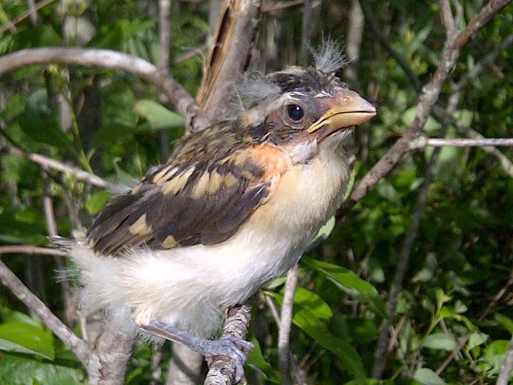 Recently fledged grosbeak has downy plumes near its eyes, and its flight feathers are not yet fully formed.