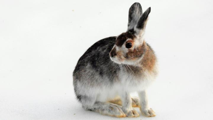 A snowshoe hare in the month of October has a coat that is partly white and partly brown.