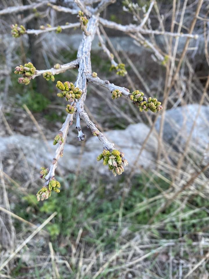 Bright green buds at the tip of twigs where flowers and leaves will unfold