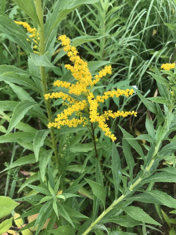 Goldenrod in full flower offers a brilliant yellow against a green backdrop of foliage.