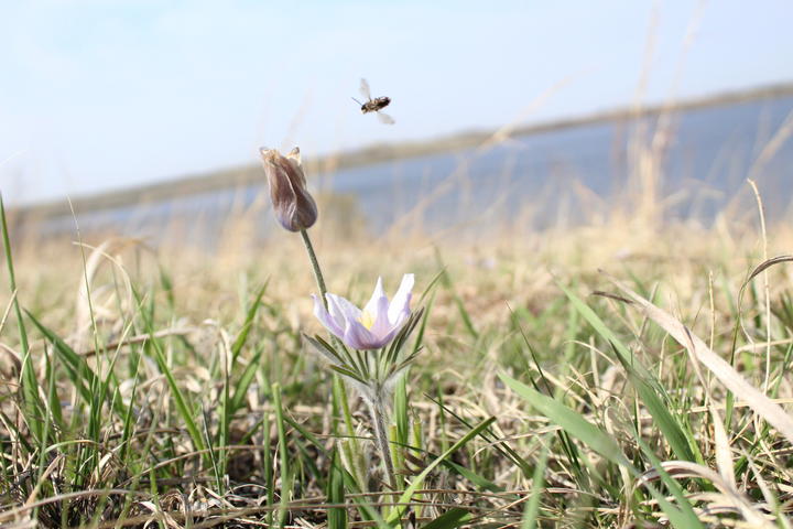 A bee in flight above a pasqueflower plant. One flower is still open and the taller flower is spent (closed and turning brown).