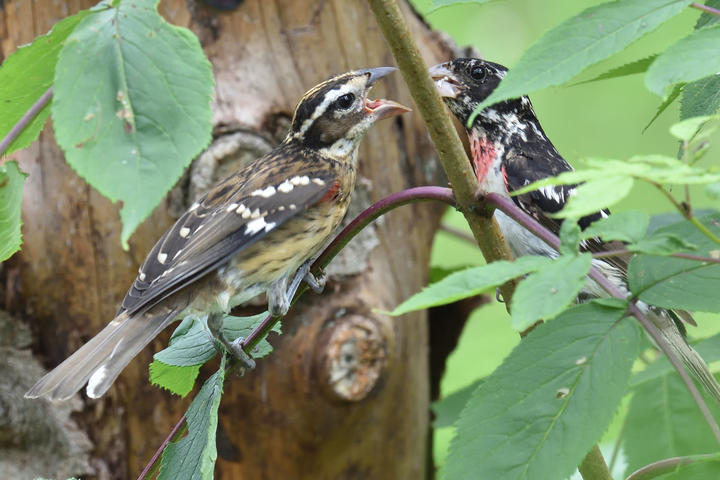 A fledged grosbeak begs to be fed by adult. Green foliage partly obscures the scene.