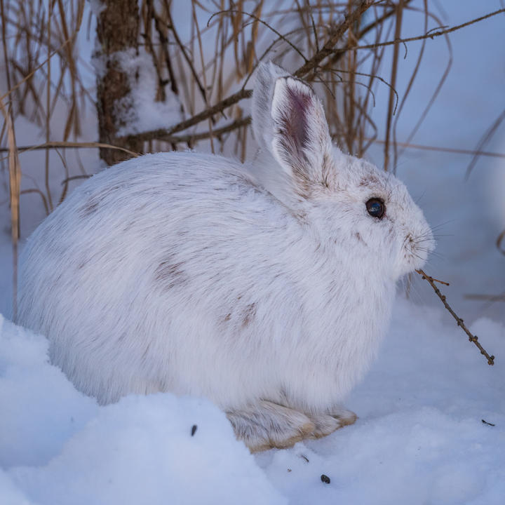 White snowshoe hare in a setting with snow and dry grasses.