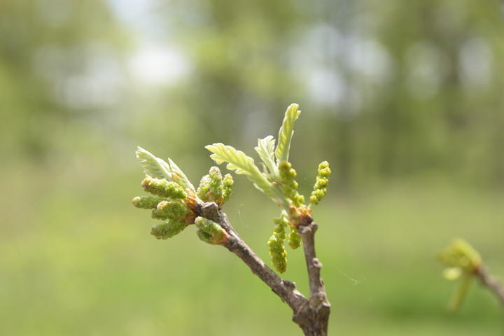Tip of a twig with tiny soft green leaves increasing in size. Flowers clustered in cord-like structures have appeared.