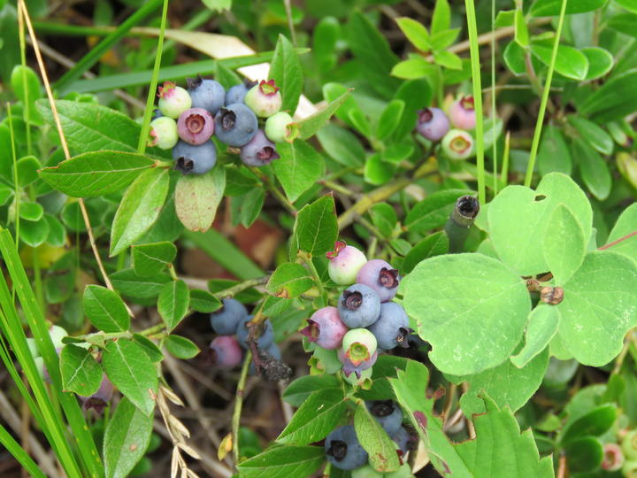 Both unripe and ripe fruits (green and blue, respectively) are on this plant.