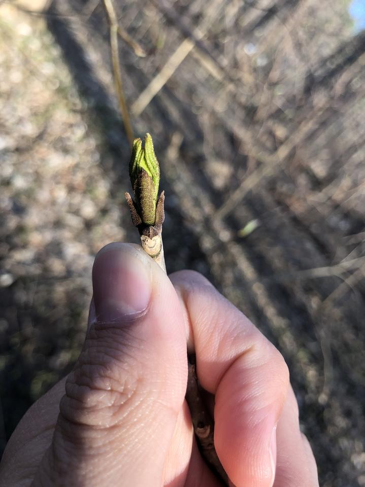 Green is now visible, new leaves emerging from terminal leaf buds.