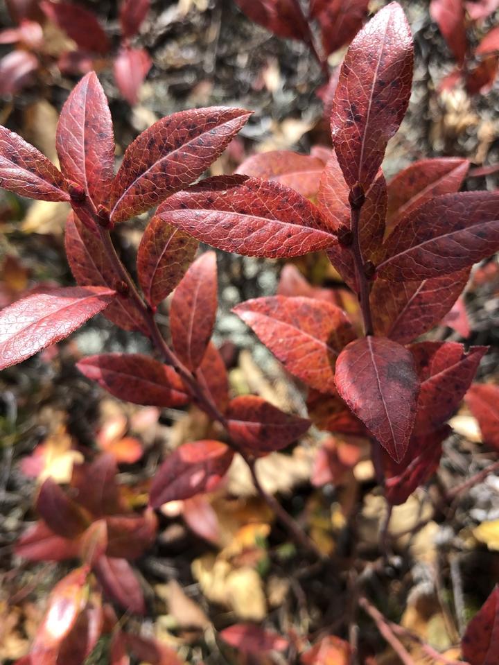 Blueberry plant with crimson colored leaves
