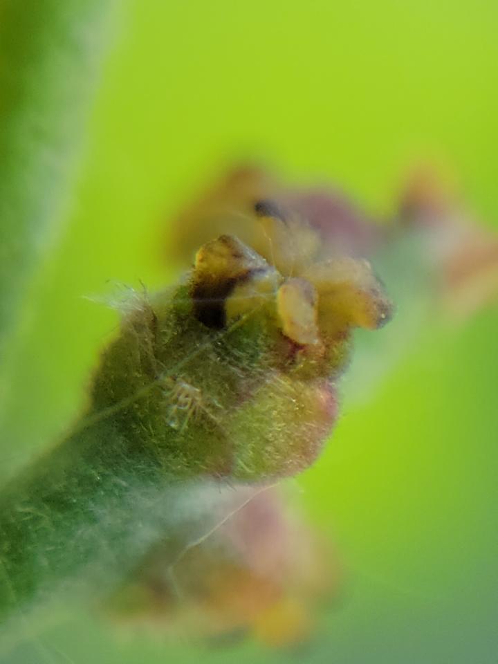 Zoomed in image of the tiny female flower on a bur oak.