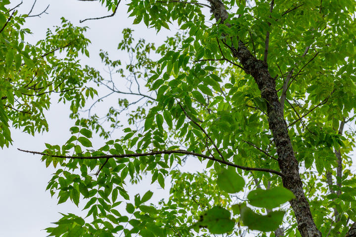 Looking up at compound leaves that form the canopy of a black ash tree.