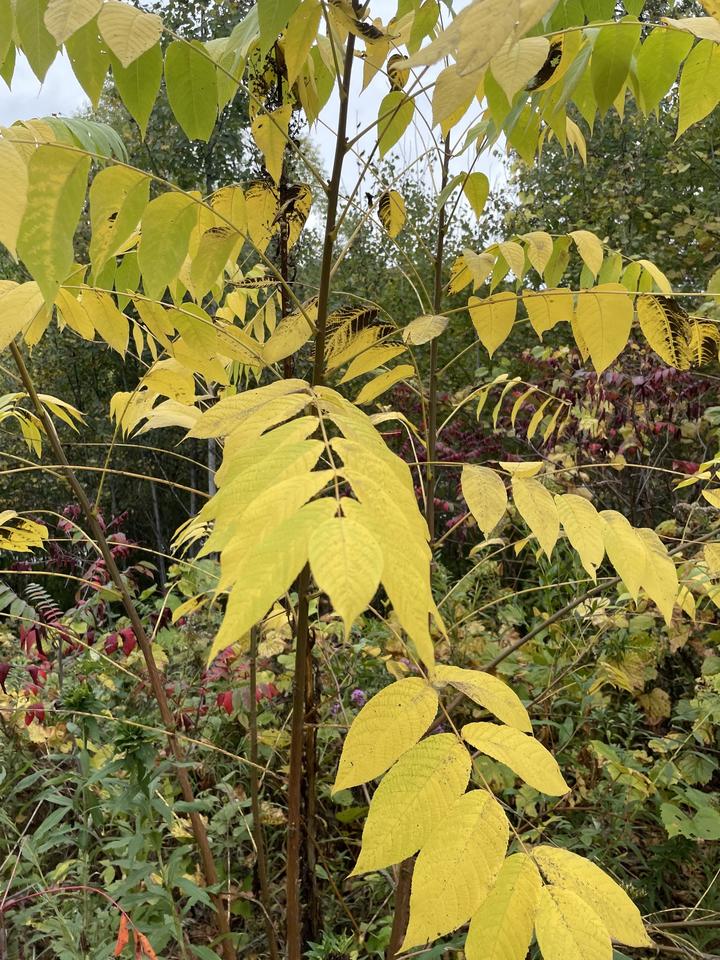 Brilliant yellow leaves of black ash in autumn.