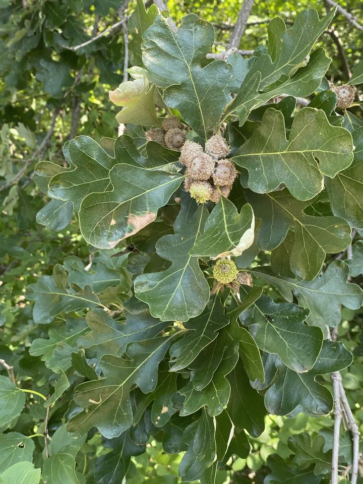 As acorns (or fruits) ripen, they turn from green to brown.
