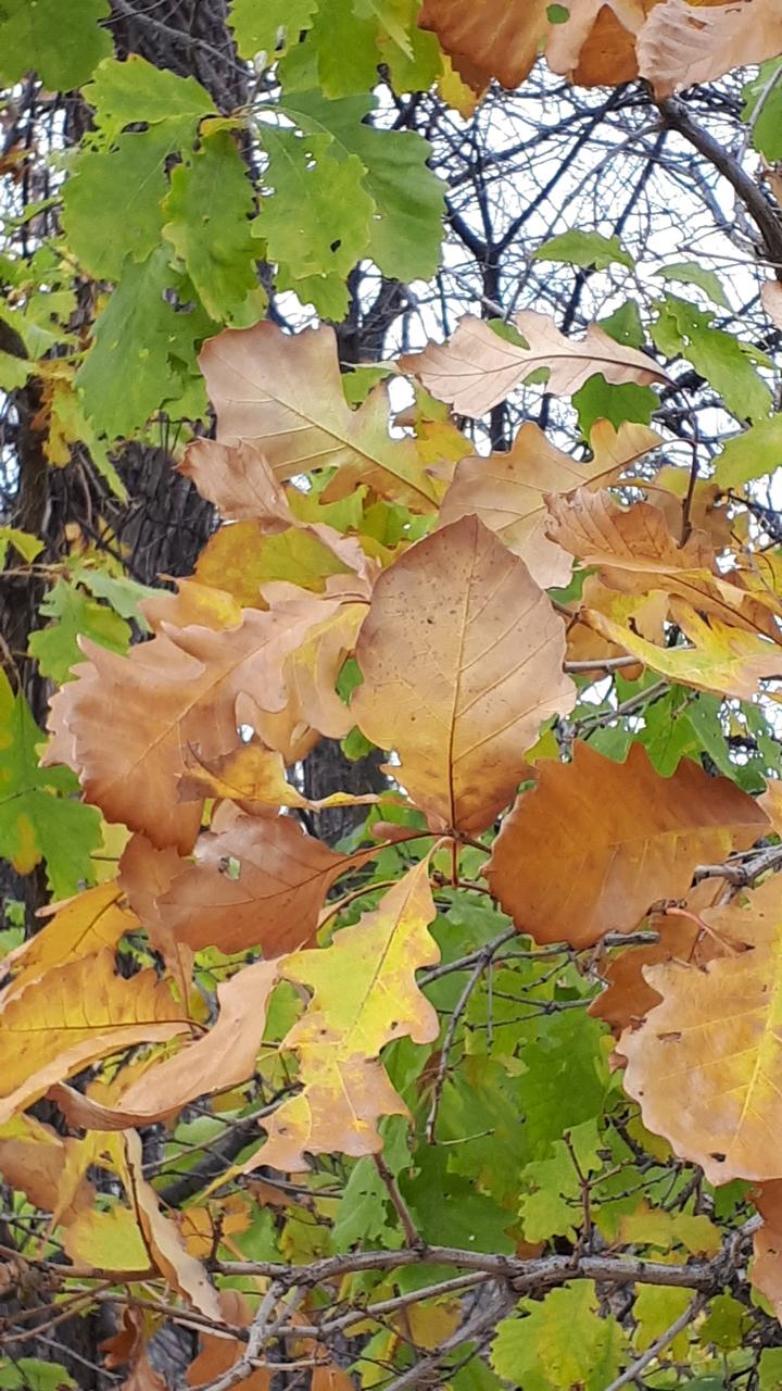 Oak leaves with changing color, from green to yellow and brownish-orange.