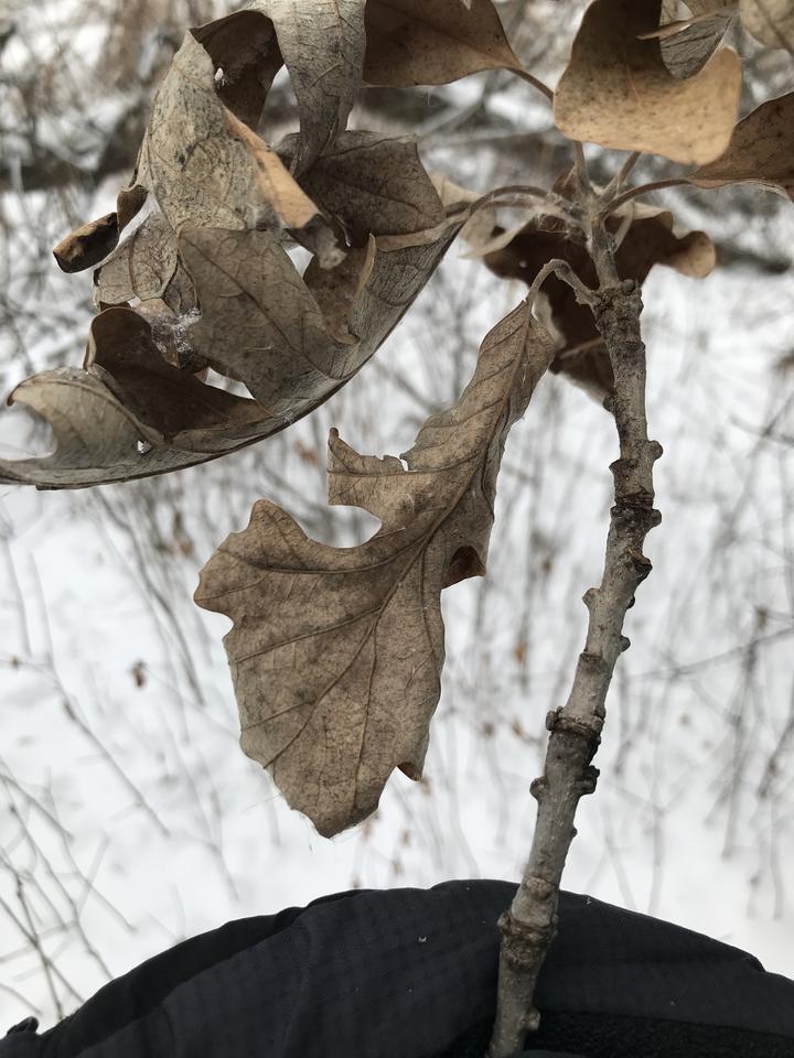 Dry, brown leaves on the twig of an oak tree. Backdrop is a snowy scene.