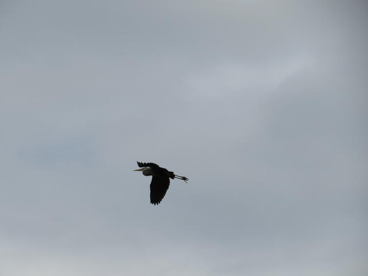 Single great blue heron in flight against an overcast sky