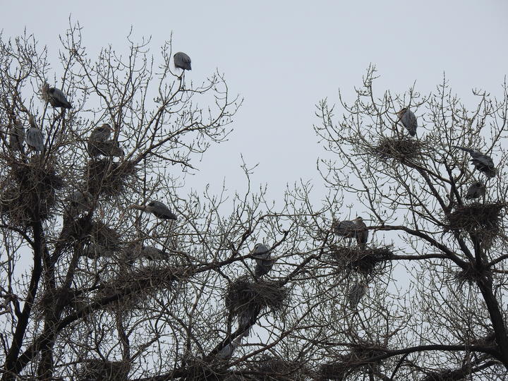 Scene of a heron rookery, leafless trees contain a dense arrangement of about ten nests. Herons are perched near nests.