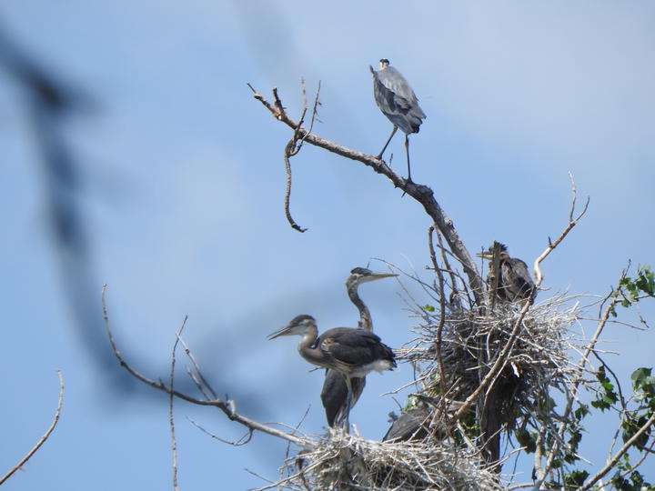 Young herons standing up in their nests against a blue sky.