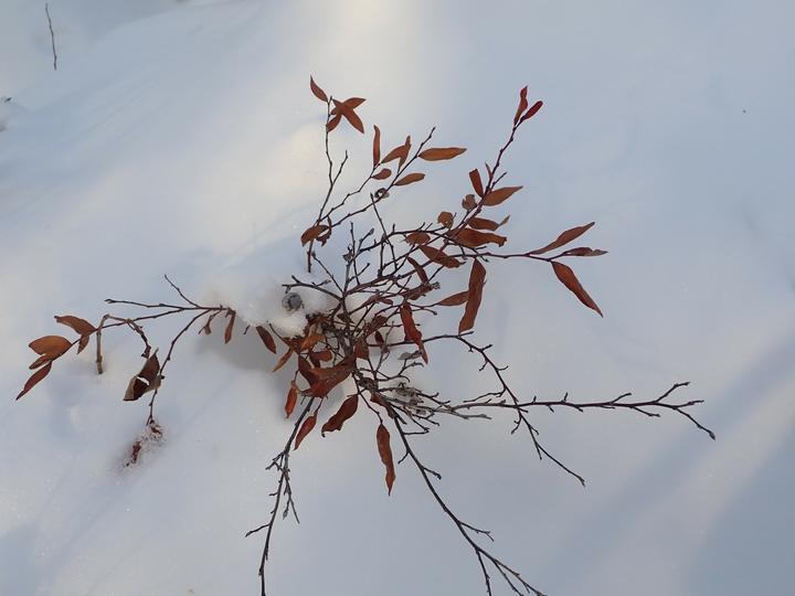 Branches of the blueberry plant are poking up through snow that covers the ground. A few dark red leaves are still attached.