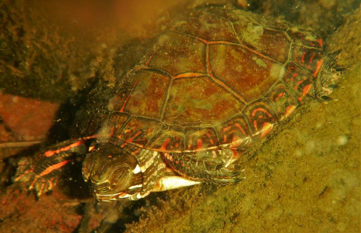 Turtle underwater, photographed in the month of January