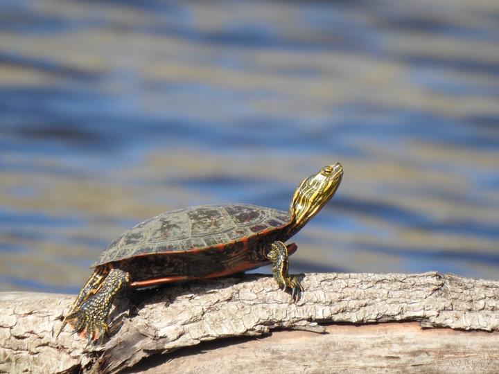 Painted turtle sunning on a log above water. The background shows blurry, blue water.