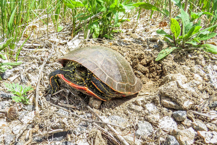 Female turtle digging a hole in the pebbly ground with their hind legs.