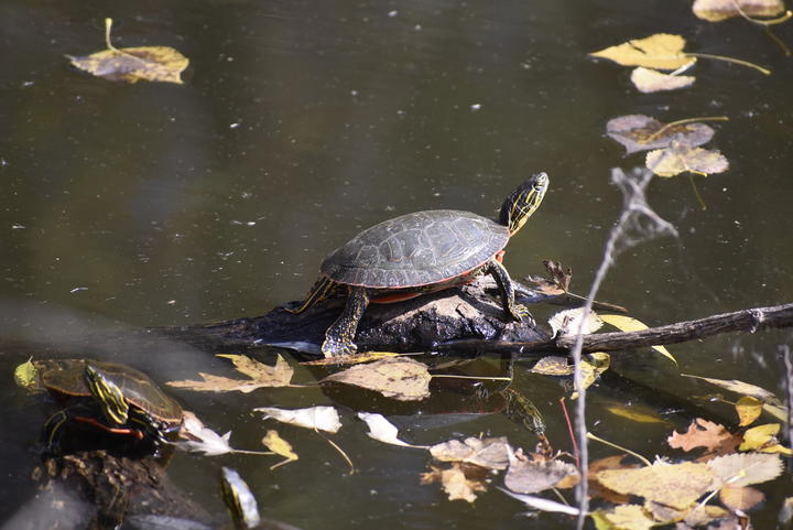 Two painted turtles sunning above water. Yellow and brown autumn leaves float on the surface of dark-green water.