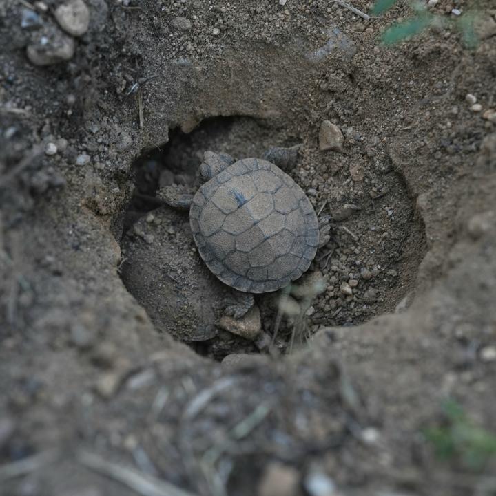 Painted turtle hatchling emerging from its nest. Both turtle and soil are the same gray-brown color.