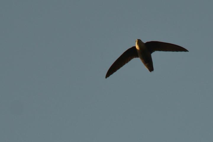 Single chimney swift silhouetted against a blue-gray sky. Its wings make a boomerang shape and its body is a cigar shape.