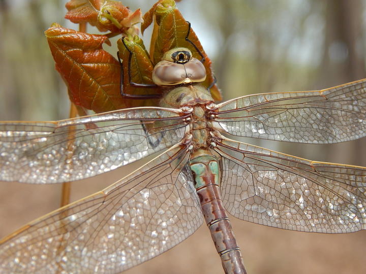 Close-up of a common green darner perched on maple leave that are still unfolding. Light reflects off the dragonfly's wings.