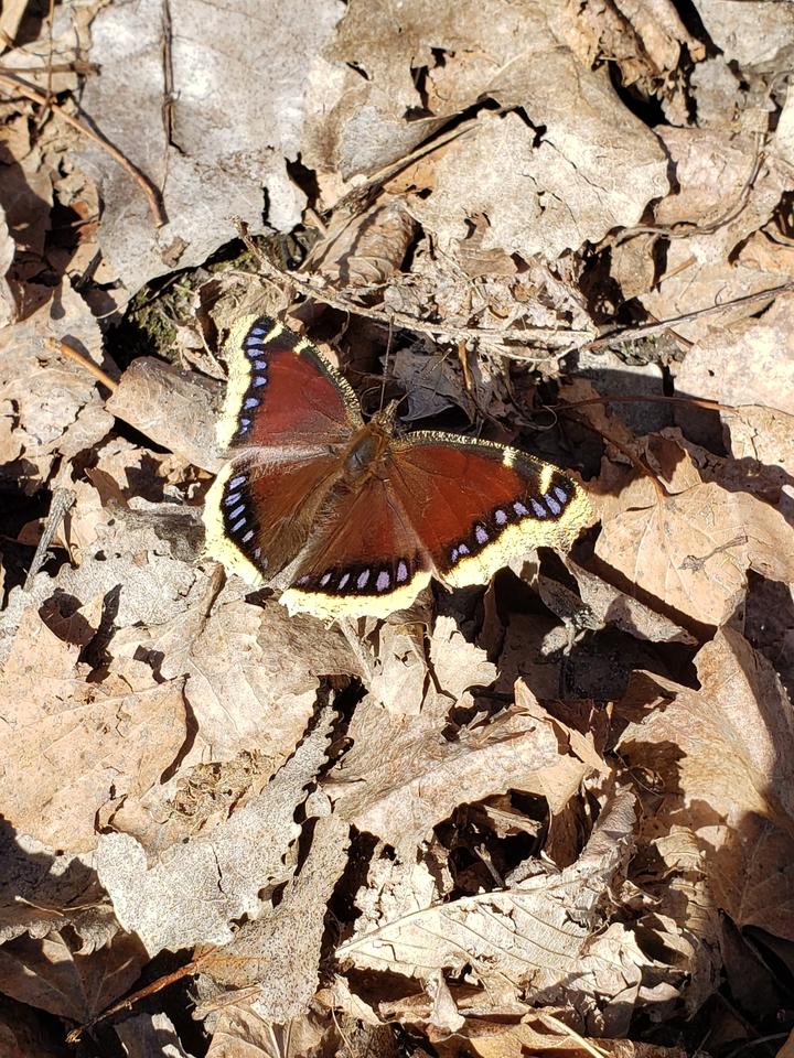 Mourning cloak butterfly with wings open atop dead leaves, in the sunshine. The upper side of its wings are mostly brown with pale yellow edging and tiny blue spots.