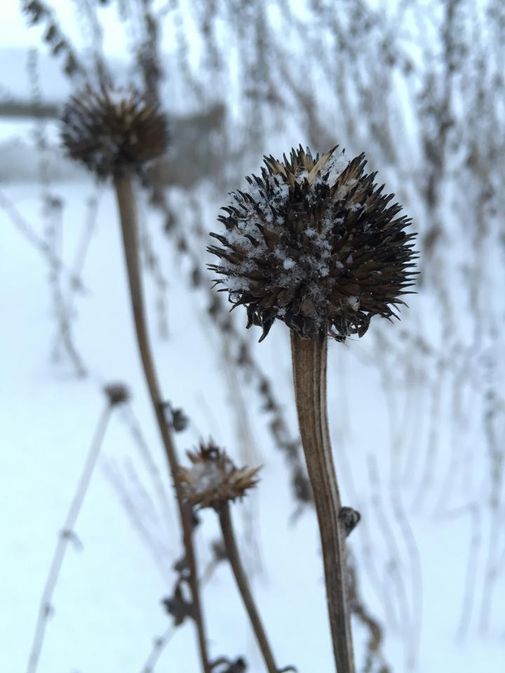 Against a snowy backdrop, seed heads remain from last year's purple coneflowers. They are spiky textured, dark in color, and sit at the top of stiff stems.