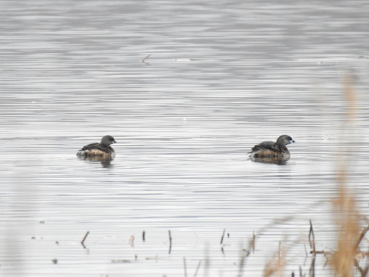 A pair of pied-billed grebes on still, gray water. These grebes are small, mostly brown birds. They have large eyes, a light-colored eye-ring, and a bill with high contrasting light and dark coloration.