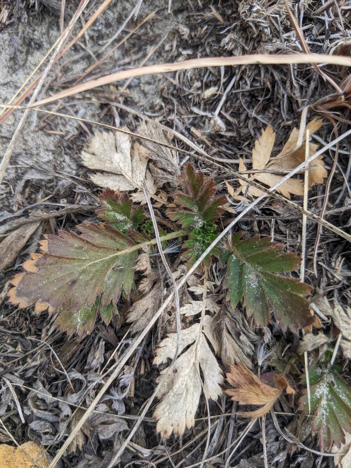 Around the edge of this basal rosette, larger leaves from last season are brownish-gray. Toward the center, this year's bright green leaves unfold.