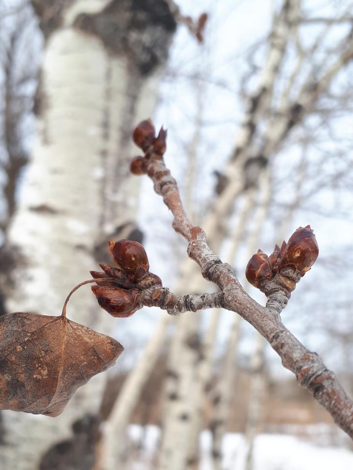 In the foreground, the tip of an aspen twig has dark red flower buds and one dead leaf from last year. In the background are pale gray trunks of more aspen trees.