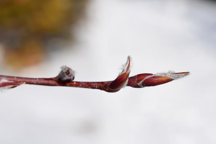 Buds of a serviceberry twig. These have a downy-texture toward the tip of each bud.
