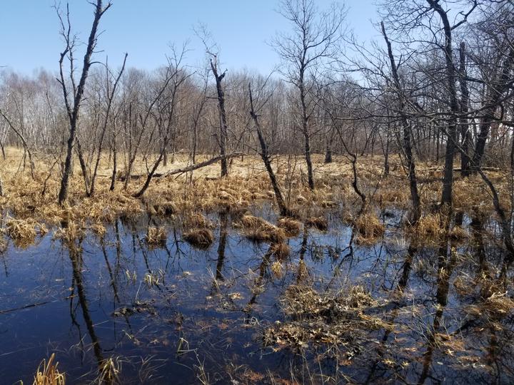 Photo shows typical habitat for spring peepers, a wetland or pond, often one that dries up between spring and summer. Blue sky is reflected in the water. Trees are bare of leaves. Grassy vegetation in the scene is from last year and no green leaves are visible yet.