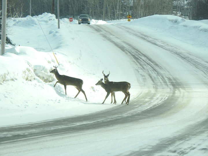 Group of three deer, two of which have antlers. They are seen here crossing a road in a snowy scene.